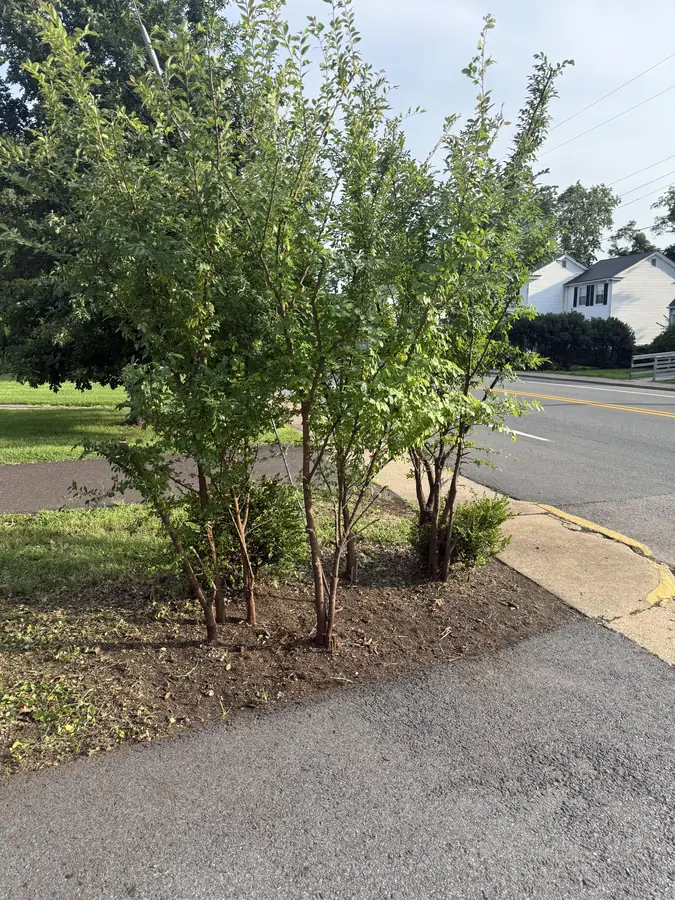 Crepe myrtles pruned and corner bed weeded and mulched after OC Proscape clean-up in Orange VA
