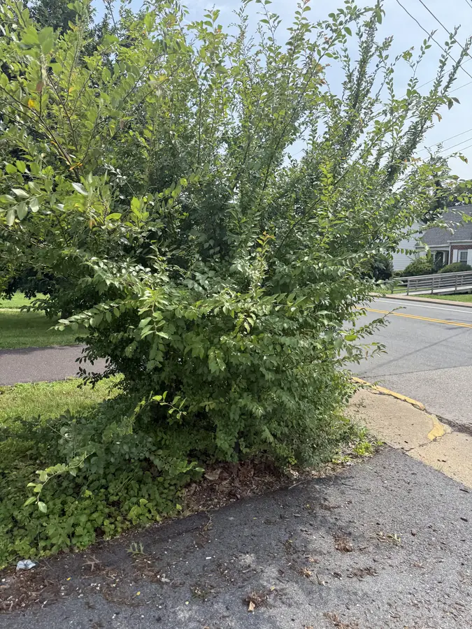 Overgrown crepe myrtles and weedy corner bed before OC Proscape bed clean-up in Orange VA