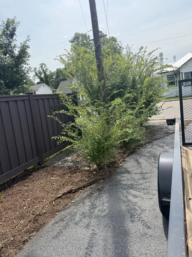 Overgrown fence-line bed spilling over the driveway before OC Proscape clean-up in Orange VA