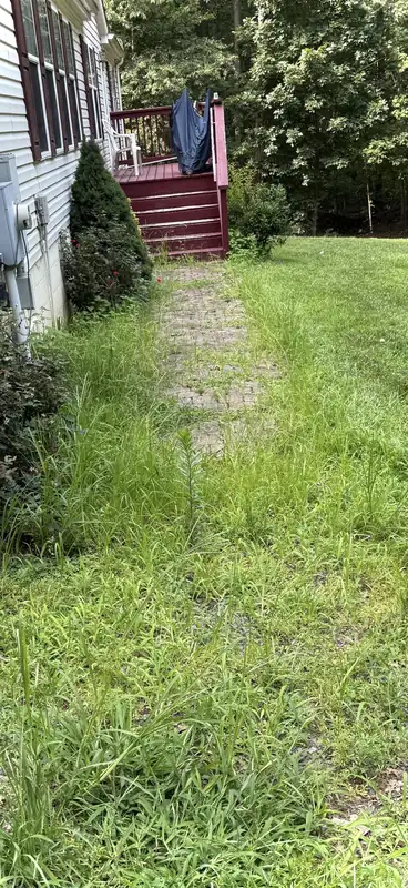 Overgrown weedy walkway before OC Proscape property clean-up