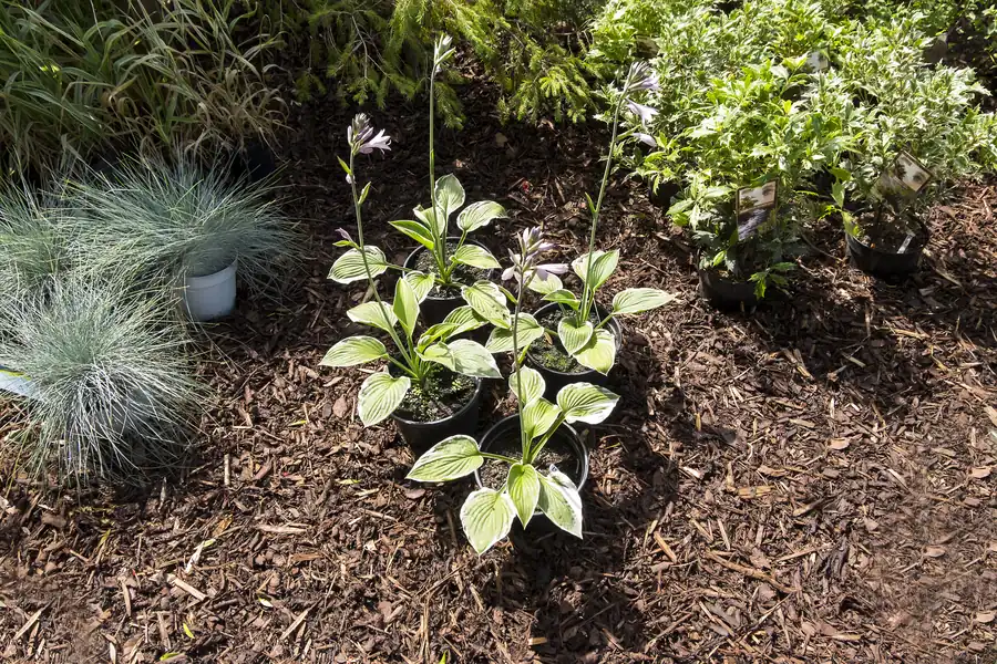 Mulch and flower bed installation, Orange VA