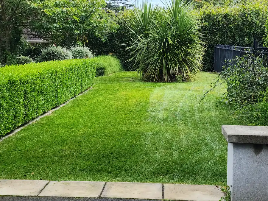 Healthy fertilized lawn maintained by OC Proscape